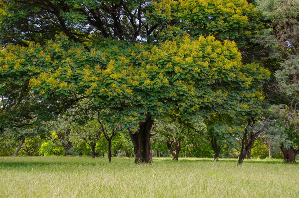 Imagem de árvores e vegetação de Brasília para ilustrar o Parque da Cidade Dona Sarah Kubitschek