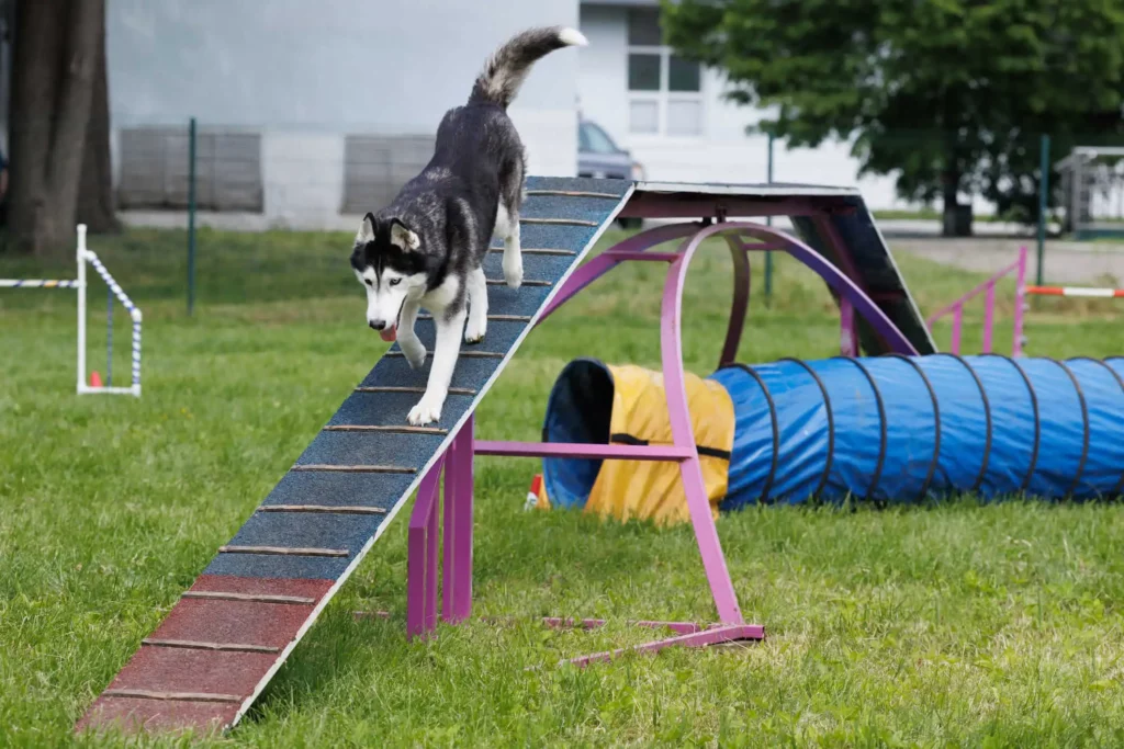 Imagem de um cachorro descendo a rampa de um circuito interativo montado na grama de um espaço cercado para ilustrar matéria sobre a vantagem de espaço pet em condomínios