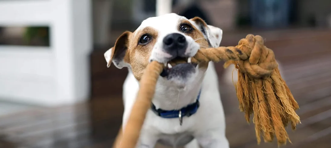 Imagem de um cachorro com um brinquedo de corda na boca para ilustrar matéria sobre espaço pet em condomínio