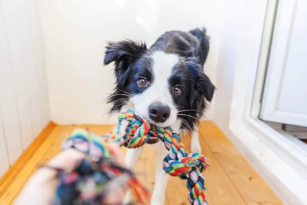 Imagem de um cachorro com um brinquedo de corda na boca para ilustrar matéria sobre regras para espaço pet em condomínios
